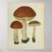  1841 Brown Mushrooms Art Poster (Voorkant)