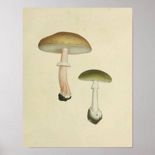 1841 Bruin groene paddenstoelen Kunst afdrukken Poster (Voorkant)