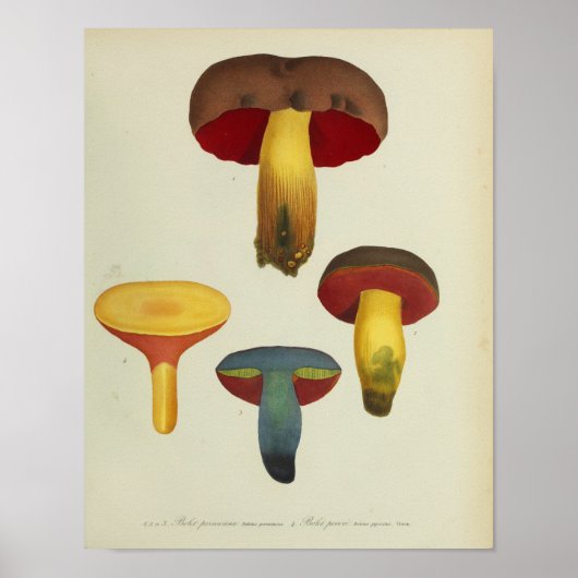  1841 Geel bruin rode paddenstoelen Kunst afdrukke Poster (Voorkant)