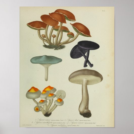 1841 gele blauwe Paarse paddenstoelen afdrukken Poster (Voorkant)