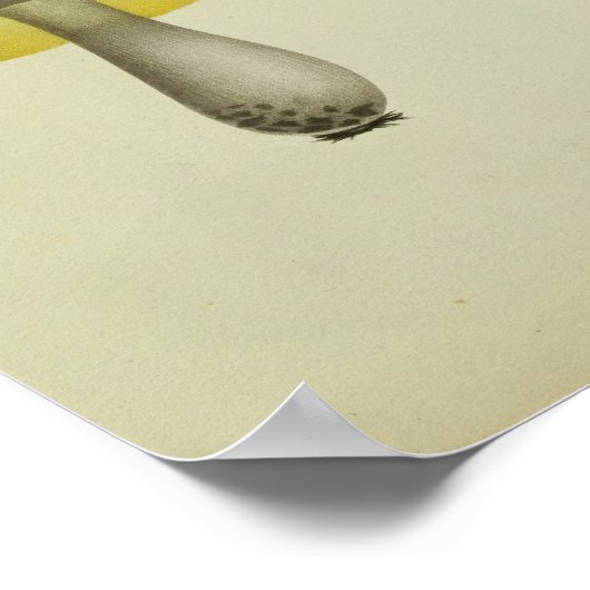  1841 gele blauwe paddenstoelen Kunst afdrukken Poster (Hoek)