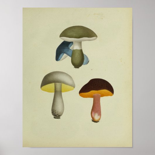  1841 gele blauwe paddenstoelen Kunst afdrukken Poster (Voorkant)