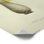  1841 gele blauwe paddenstoelen Kunst afdrukken Poster (Hoek)