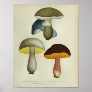  1841 gele blauwe paddenstoelen Kunst afdrukken Poster