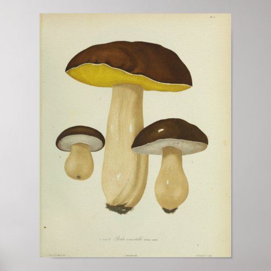  1841 Gele bruine paddenstoelen Kunst afdrukken Poster (Voorkant)