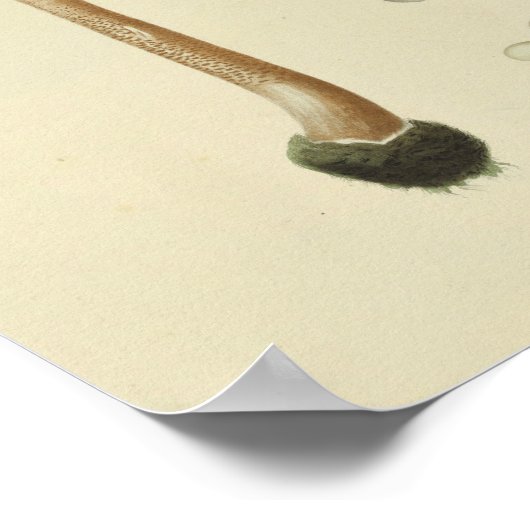  1841 Green Blue Brown-paddenstoelen Art Poster (Hoek)