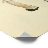  1841 Groene bruine paddenstoelen Kunst afdrukken Poster (Hoek)