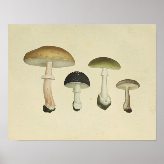  1841 Groene bruine paddenstoelen Kunst afdrukken Poster (Voorkant)