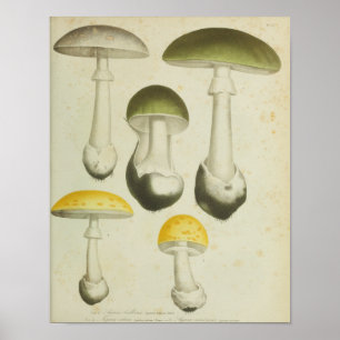  1841 Groene Gele Paddenstoelen Kunst Afdrukken Poster
