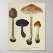 1841 Paarse bruine paddenstoelen Kunst afdrukken Poster (Voorkant)