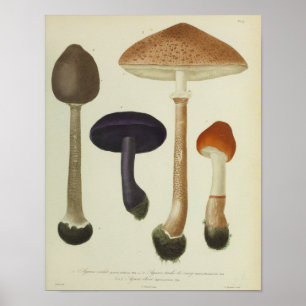 1841 Paarse bruine paddenstoelen Kunst afdrukken Poster
