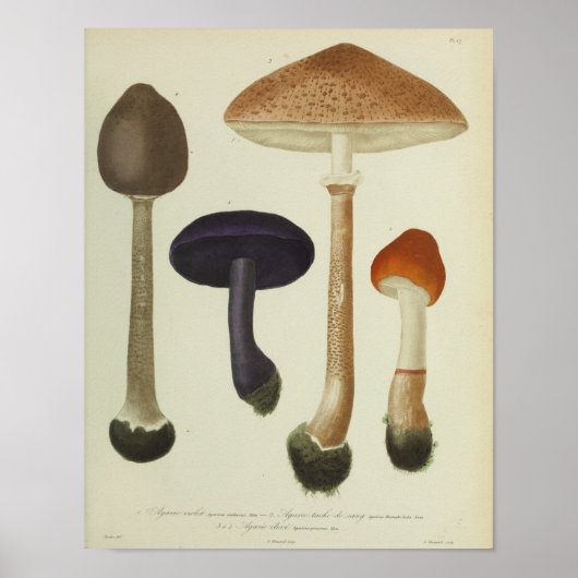  1841 Paarse bruine paddenstoelen Kunst afdrukken Poster (Voorkant)