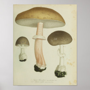 1841 Paddenstoelen met bruin Pet Kunst afdrukken Poster