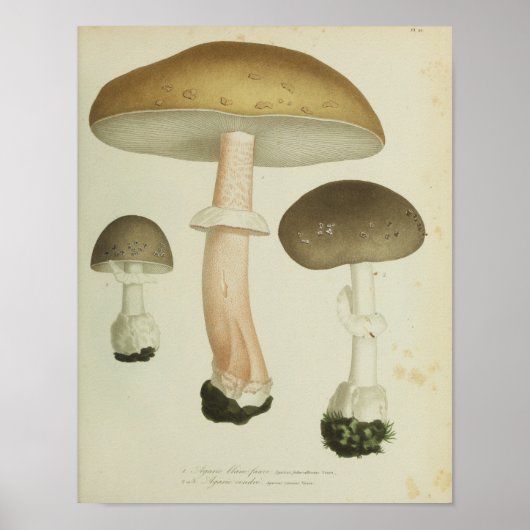 1841 Paddenstoelen met bruin Pet Kunst afdrukken Poster (Voorkant)