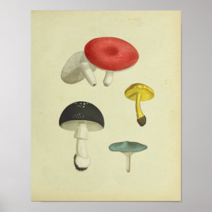1841 Rode Blauwe Paddenstoelen Kunst Afdrukken Poster