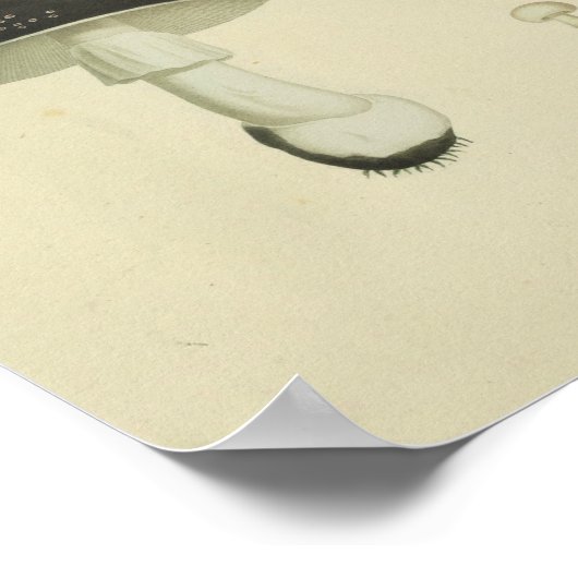 1841 Rode Gele Paddenstoelen Kunst Afdrukken Poster (Hoek)