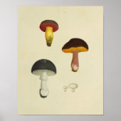 1841 Rode Gele Paddenstoelen Kunst Afdrukken Poster (Voorkant)