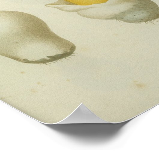  1841 Rode Gele Paddenstoelen Kunst Afdrukken Poster (Hoek)