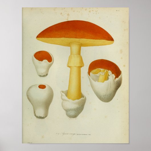  1841 Rode Gele Paddenstoelen Kunst Afdrukken Poster (Voorkant)