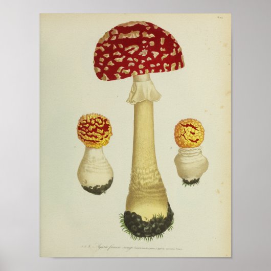  1841 Rode Gele Paddenstoelen Kunst Afdrukken Poster (Voorkant)