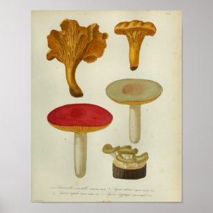  1841 Rode Gele Paddenstoelen Kunst afdrukken Poster