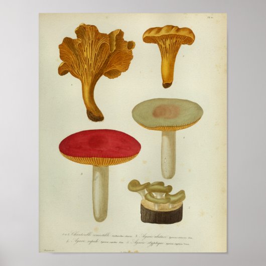 1841 Rode Gele Paddenstoelen Kunst afdrukken Poster (Voorkant)