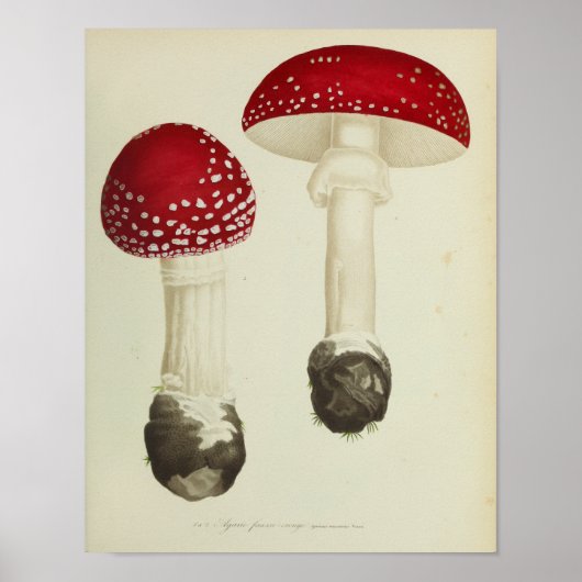  1841 Rode Petten — Paddenstoelen Kunst afdrukken Poster (Voorkant)