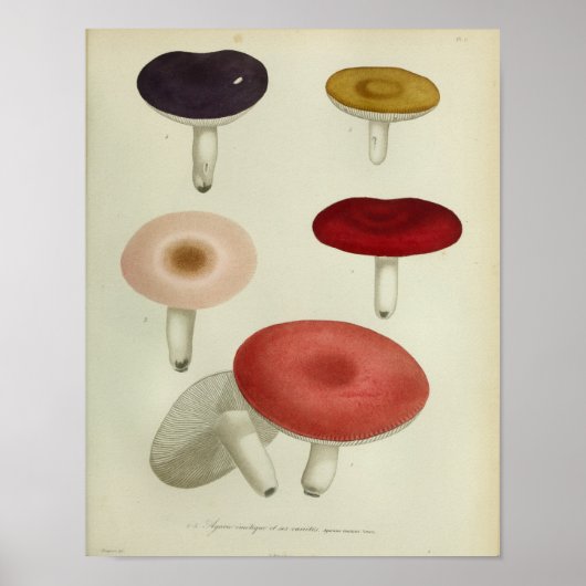  1841 roodgelroze paddenstoelen Kunst Afdrukken Poster (Voorkant)