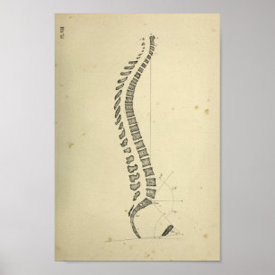 1843 Anatomie van de Humaan Spinale Kolom Poster