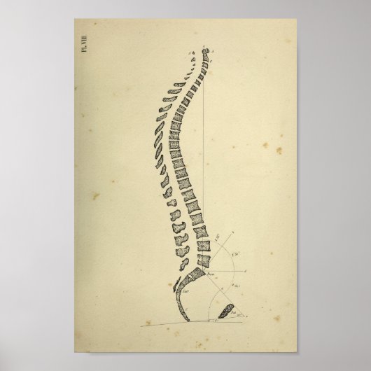 1843 Anatomie van de Humaan Spinale Kolom Poster (Voorkant)