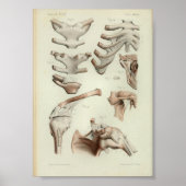 1844 anatomie Afdrukgewrichten Artikelen Poster (Voorkant)