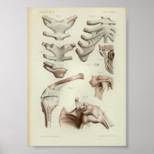 1844 anatomie Afdrukgewrichten Artikelen Poster