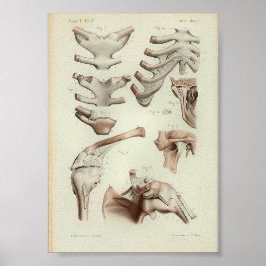 1844  anatomie Afdrukgewrichten Artikelen Poster (Voorkant)