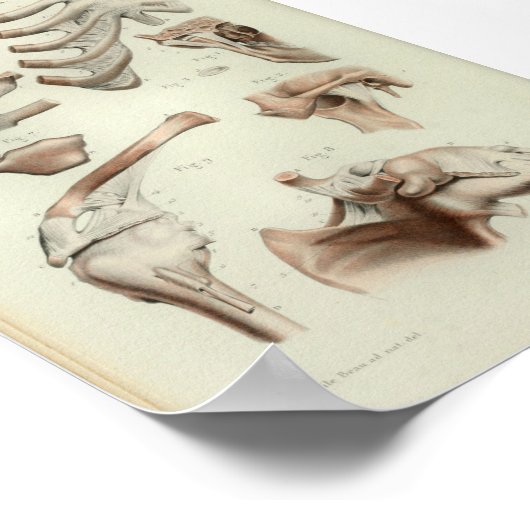 1844 anatomie Afdrukgewrichten Artikelen Poster (Hoek)