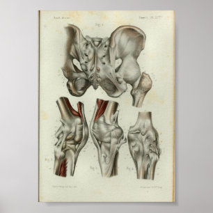 1844  anatomie Afdrukheupknie Poster