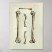 1844  anatomie AfdrukHumerus Clavicle Poster (Voorkant)