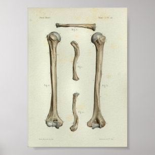 1844  anatomie AfdrukHumerus Clavicle Poster