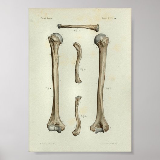 1844  anatomie AfdrukHumerus Clavicle Poster (Voorkant)