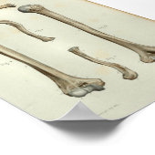 1844  anatomie AfdrukHumerus Clavicle Poster (Hoek)