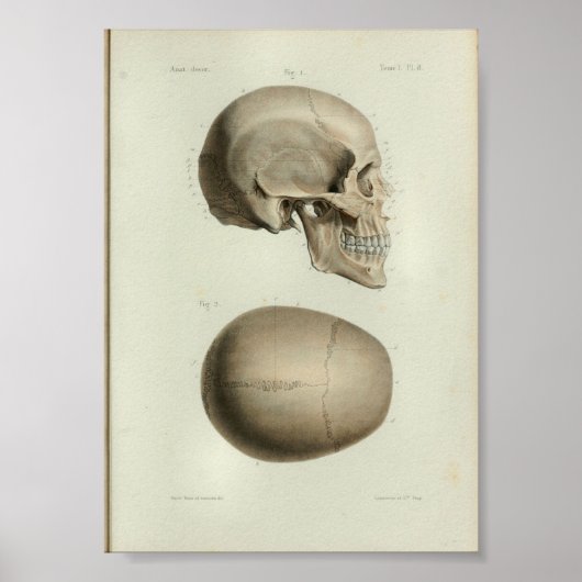 1844  anatomie Afdrukken Menselijke schedel Poster (Voorkant)