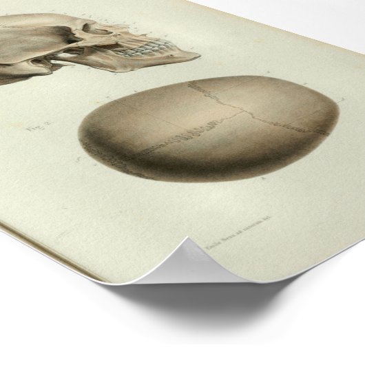 1844  anatomie Afdrukken Menselijke schedel Poster (Hoek)