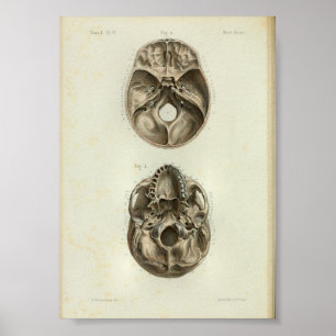 1844  anatomie Afdrukken Menselijke schedel Poster