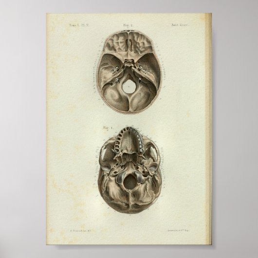 1844 anatomie Afdrukken Menselijke schedel Poster (Voorkant)