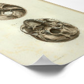 1844 anatomie Afdrukken Menselijke schedel Poster (Hoek)