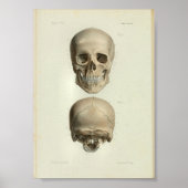 1844  anatomie Afdrukken Menselijke schedel Poster (Voorkant)