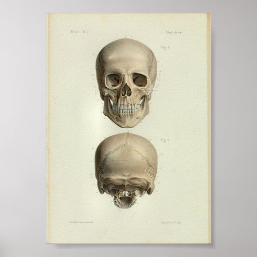 1844  anatomie Afdrukken Menselijke schedel Poster (Voorkant)
