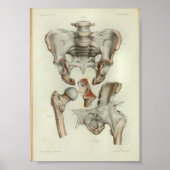 1844 anatomie Afdrukken Pelvis Hip Poster (Voorkant)