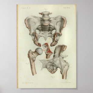 1844  anatomie Afdrukken Pelvis Hip Poster