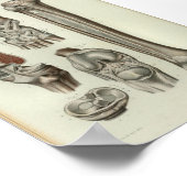 1844  anatomie Afdrukknop Poster (Hoek)