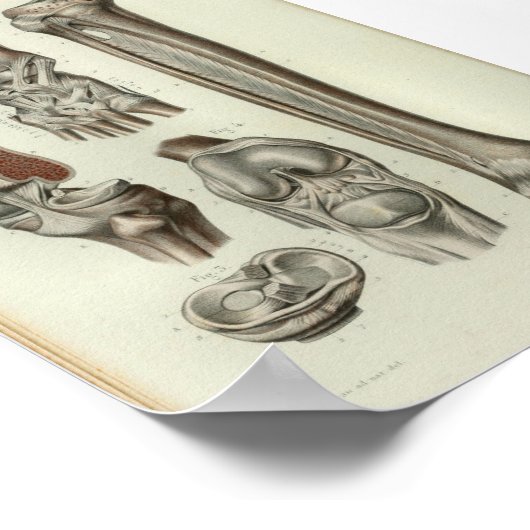 1844  anatomie Afdrukknop Poster (Hoek)